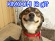 Kimochi là gì? Ý nghĩa thần sầu bí ẩn của từ Kimochi khi xem phim Nhật